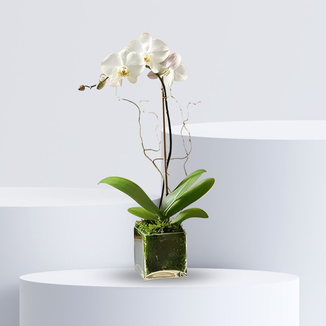 White Orchid Plant